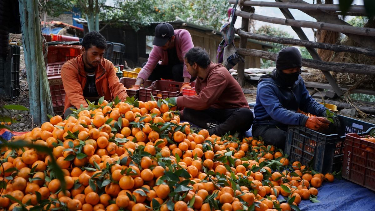 माघ लागेपछि सुन्तला टिप्दै किसान