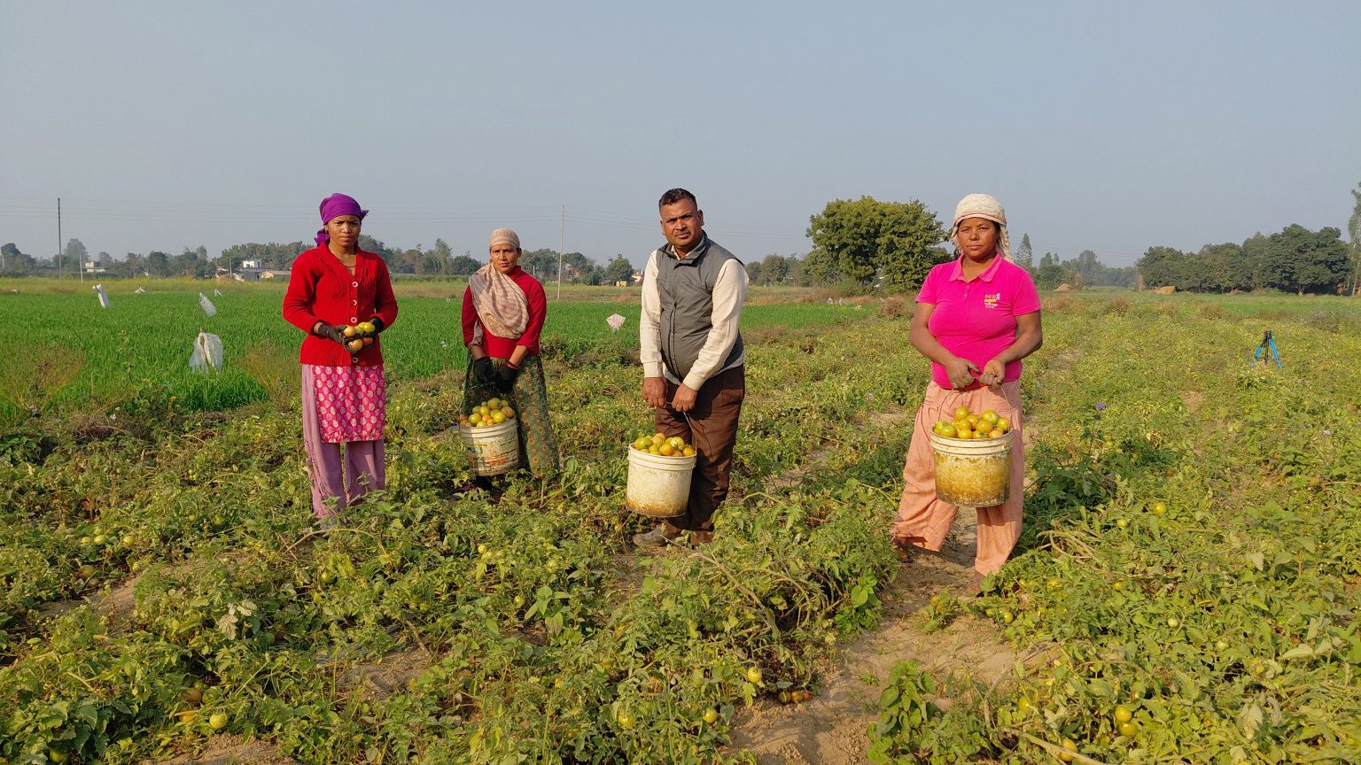 तीन पुस्तादेखि टमाटरखेतीः विदेशको विकल्प बनेको छ वीरेन्द्रको टमाटर व्यवसाय