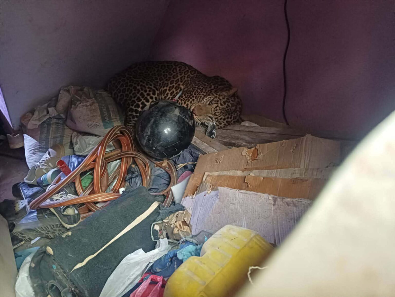 काठमाडौँको तारकेश्वरमा घरभित्र पसेको चितुवाको उद्धार