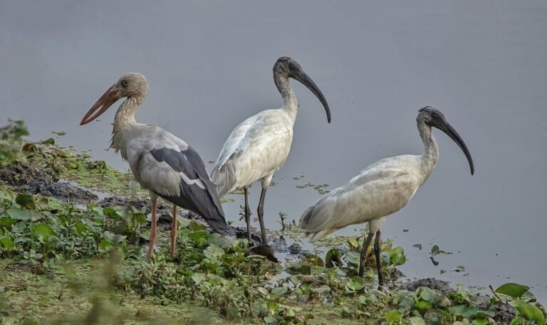 नेपालमा जलपक्षीको सङ्ख्या घट्दो