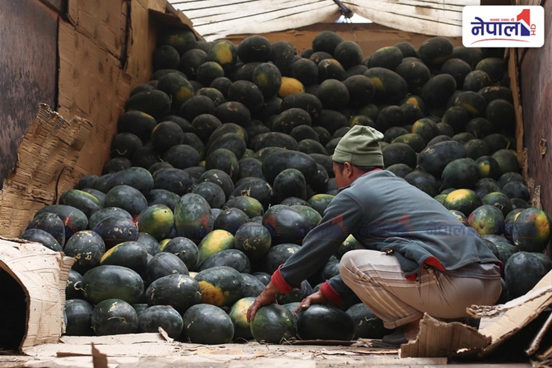 स्वास्थ्यका लागि लाभदायक खर्बुजा आइपुग्याे बजारमा