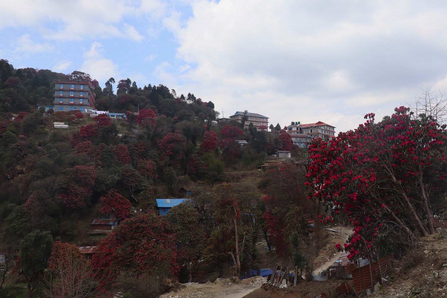 ढकमक्क गुराँसले रङ्गिएको घोडेपानी पर्यटकको पर्खाइमा