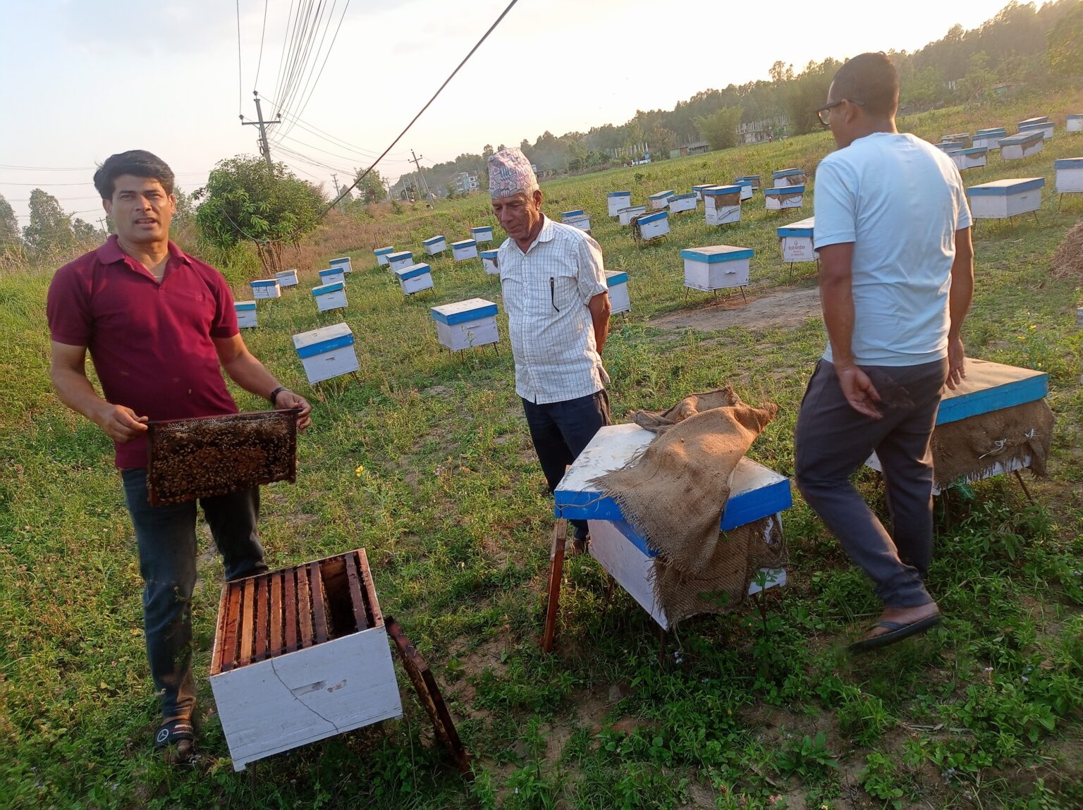 महोत्तरीका वनमा माहुरी चराउँदै चितवनका किसान