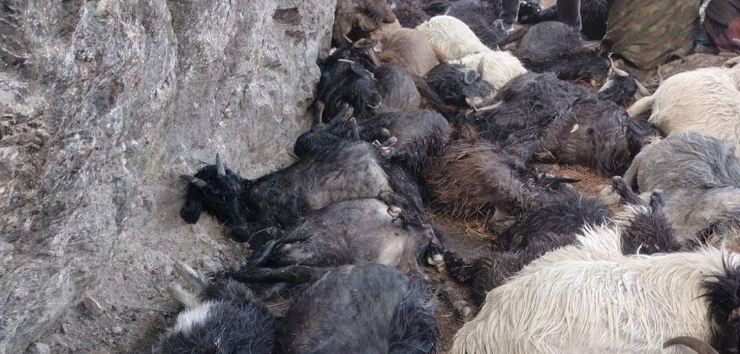 चट्याङका कारण ३९ भेडाबाख्रा मरे