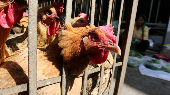 बर्डफ्लु नियन्त्रणसँगै अण्डा र मासुको खपत र मूल्य बढ्यो