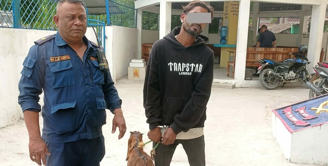 बोका चोर्ने पक्राउ