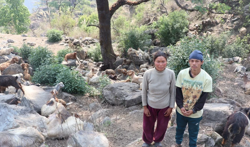 विदेशको दुःख त्यागेर गाउँमै कमाइ : घुम्तीगोठबाट आत्मनिर्भर बने दम्पती
