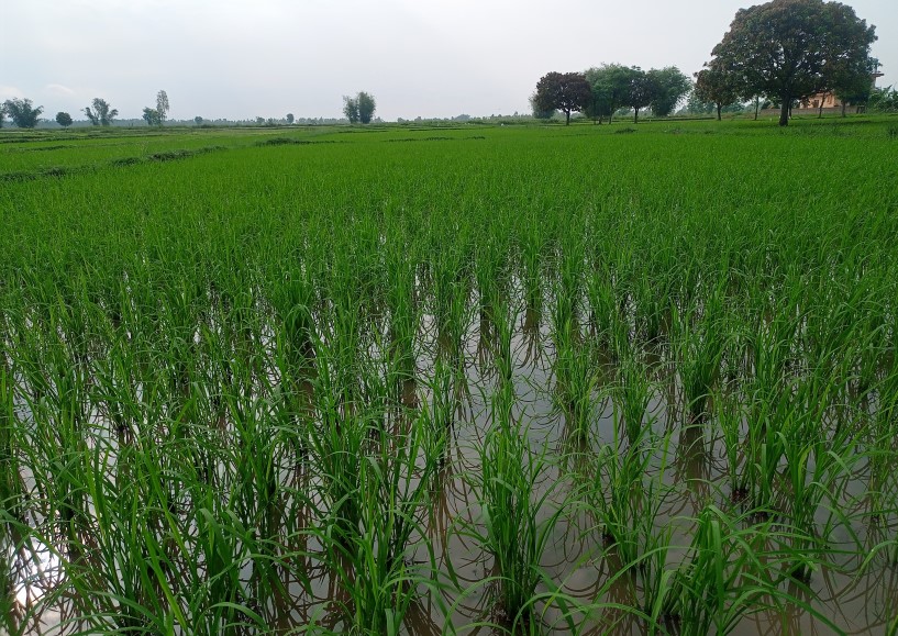 नहरमा पानी छ, किसानको चैतेधान खेतीतर्फ छैन आकर्षण