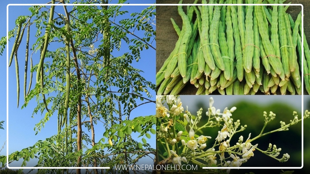 ९८ प्रतिशतसम्म माइक्रोप्लास्टिक हटाउन सकिने चमात्कारी रुख