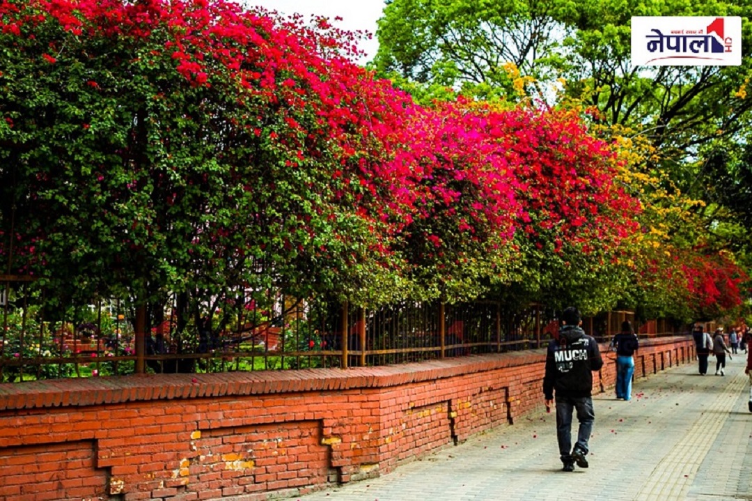 आ हा ! फूलले ढकमक काठमाडौं (फोटो फिचर)