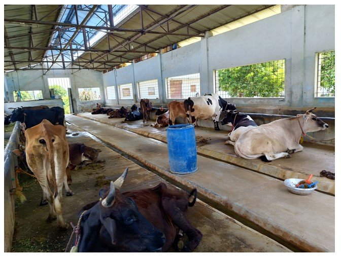 पोखरा गौशालालाई ‘गौ तीर्थस्थल’का रूपमा विकास गरिँदै