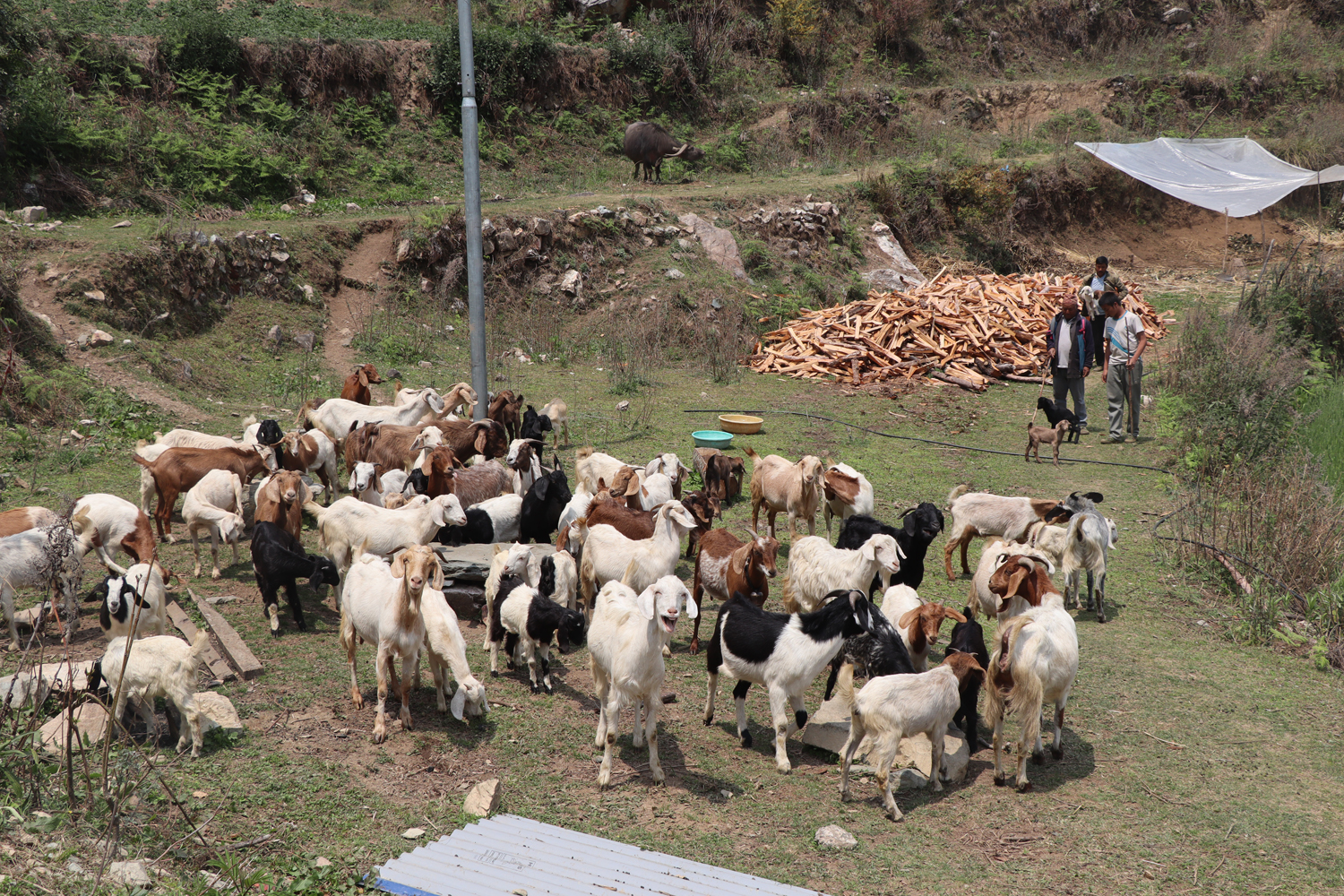 भैँसीपालन व्यवसाय छाडेर बाख्रापाल : वार्षिकलाखौं आम्दानी लिन्छन् गौचन