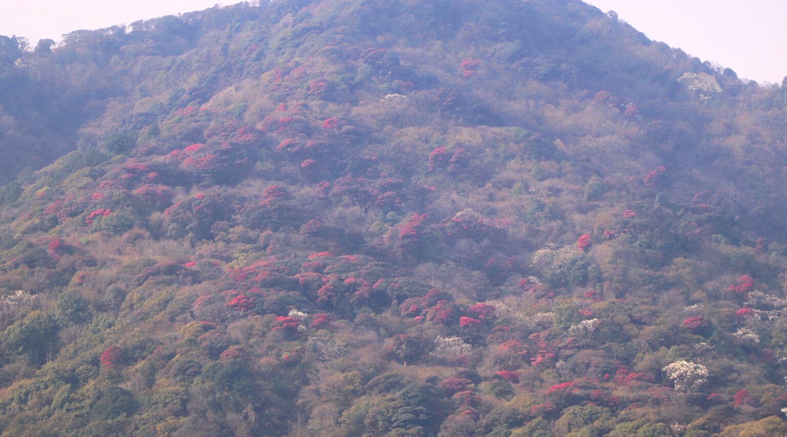 वसन्त ऋतुको आगमनसँगै ‘मुन्दुम पदमार्ग’ क्षेत्रमा गुराँस ढकमक्क