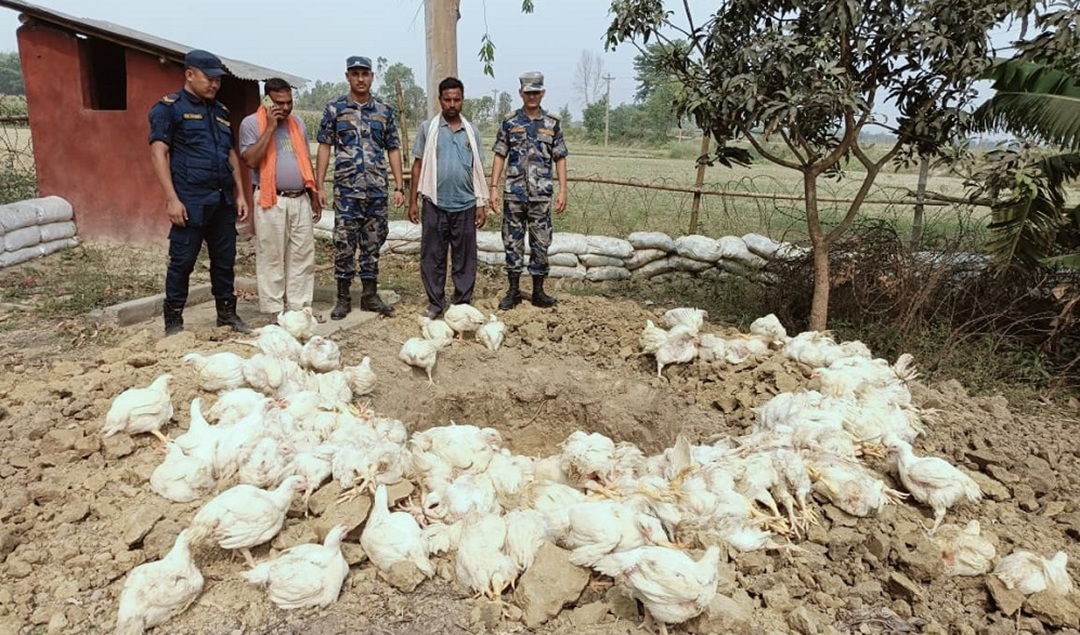 चोर नाकाबाट अवैध रूपमा भित्र्याइएको ४ क्विन्टल बढी खुरा नष्ट