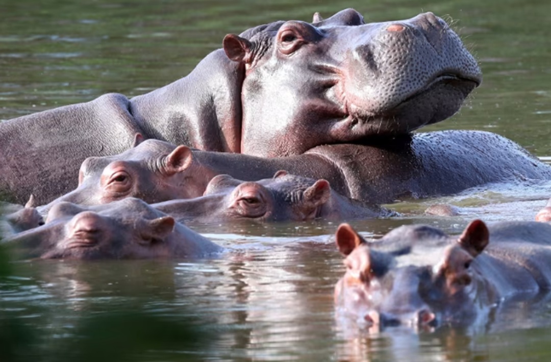 हिप्पो ‘मार्ने’ योजना स्वीकृत