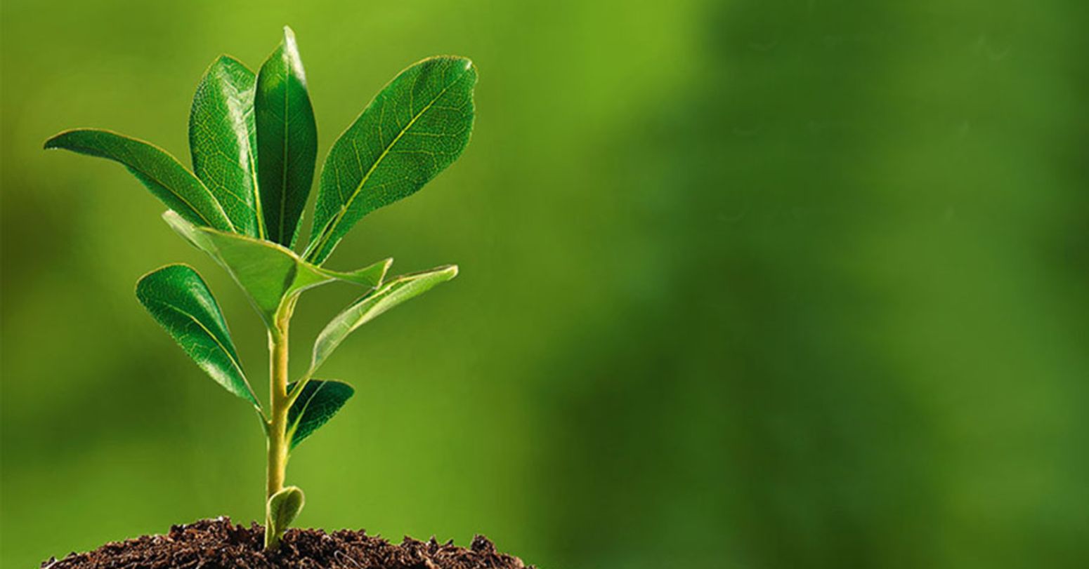 आज वनस्पति दिवस : हरित अर्थतन्त्रको विकासमा जोड