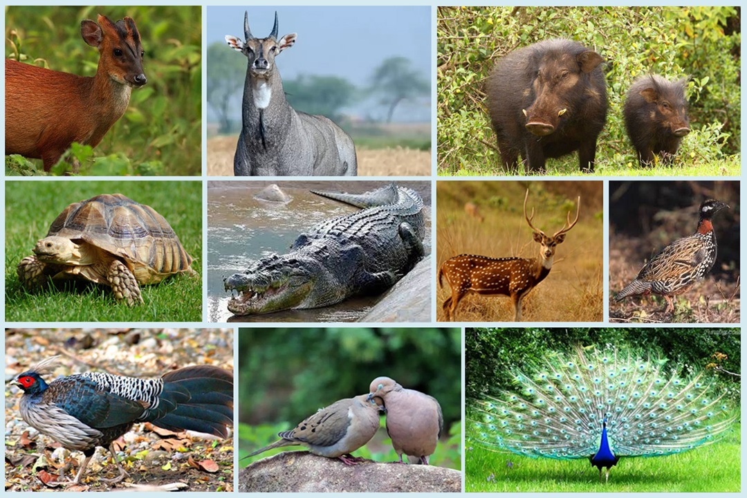 वन्यजन्तु सप्ताह विविध कार्यक्रमसहित मनाइँदै