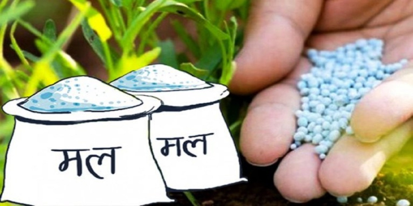 कञ्चनपुरमा धान रोपाइँअघि मल वितरण तीव्र, गोदाममा युरिया–डिएपी मौज्दात