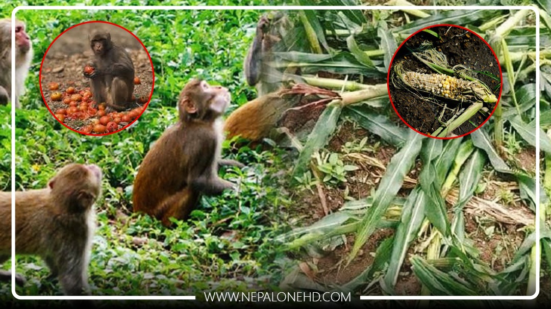 बाँदर आतंक : गाउँदेखि सदनसम्म
