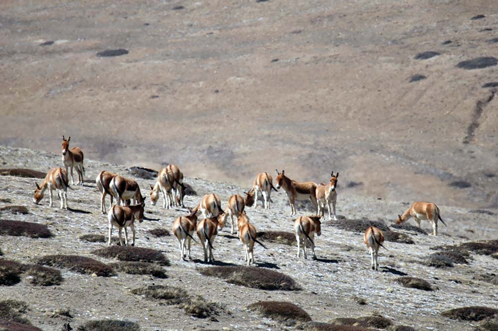 उपल्लो मुस्ताङमा देखिए जङ्गली गधा