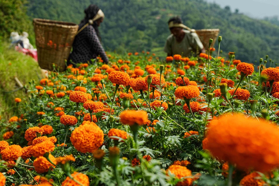 अफसिजनमा फूल नबिक्दा फूलबारी निखार्न व्यस्त [तस्वीरहरू]