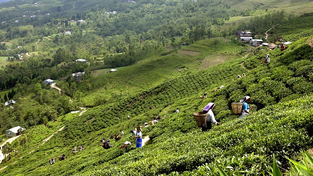 भारतीय अवरोधले संकटमा नेपाली चिया किसान, उद्योग बन्दको चेतावनी