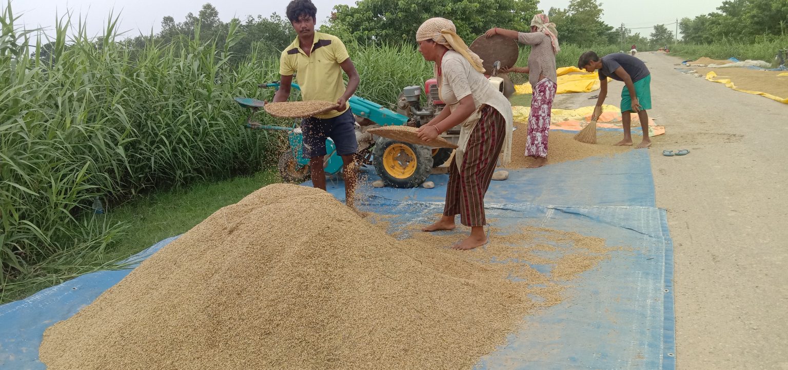 चैते धानको न्यूनतम समर्थन मूल्य कार्यान्वयन गर्न मन्त्रालयको आग्रह