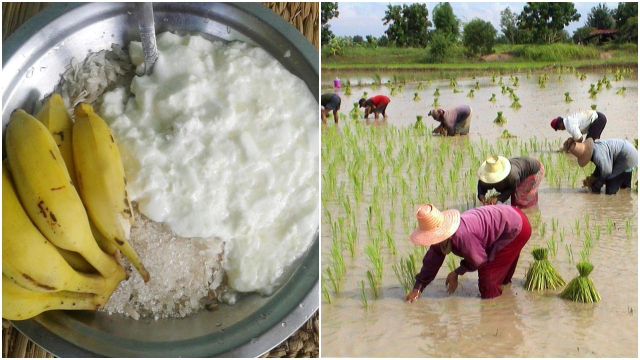 असार १५ः धान दिवससहित दही चिउरा खाएर मनाइँदै
