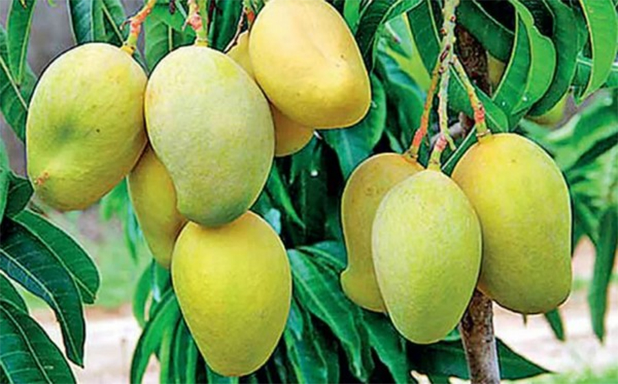आँप किन खाने र किन नखाने?