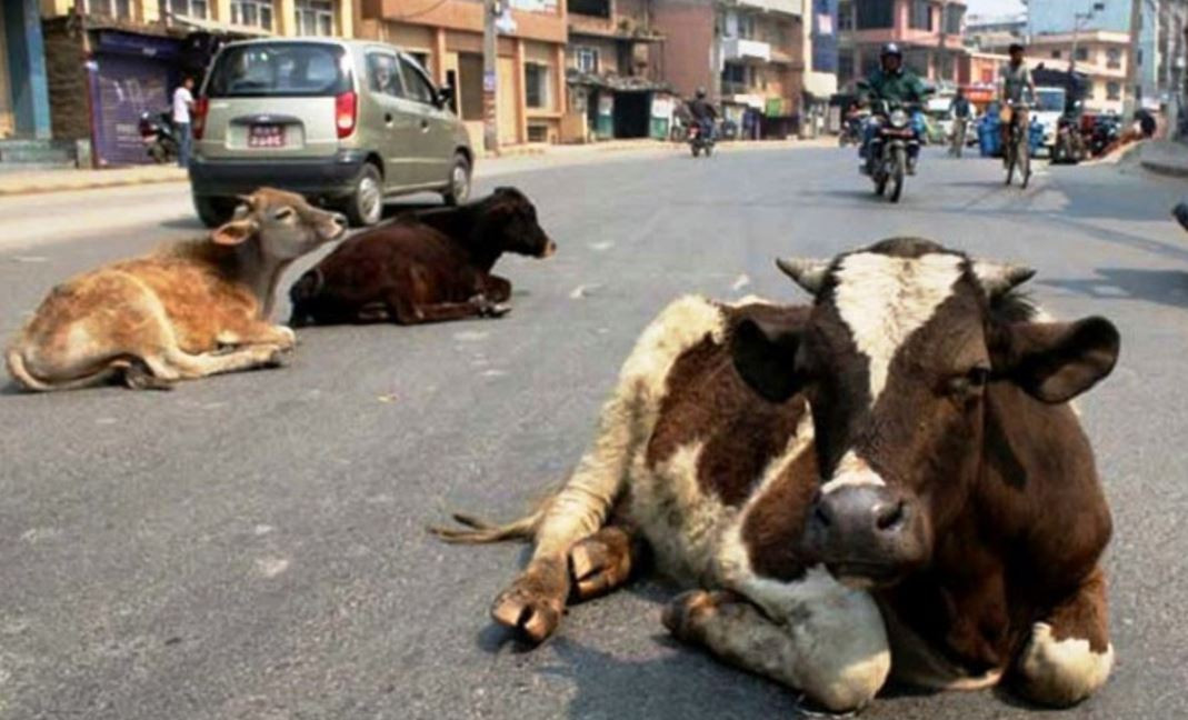 छाडा पशुचौपाया छाड्नेलाई कारबाही गर्दै उपमहानगरपालिका