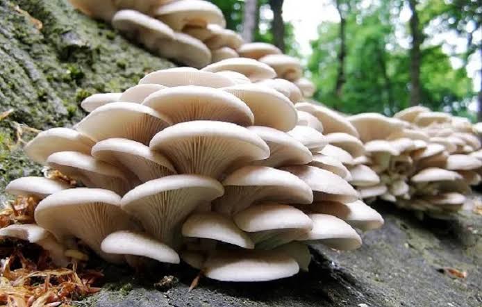 कञ्चनपुरमा च्याउ टिप्न जंगल गएका १४ महिला सम्पर्कविहीन