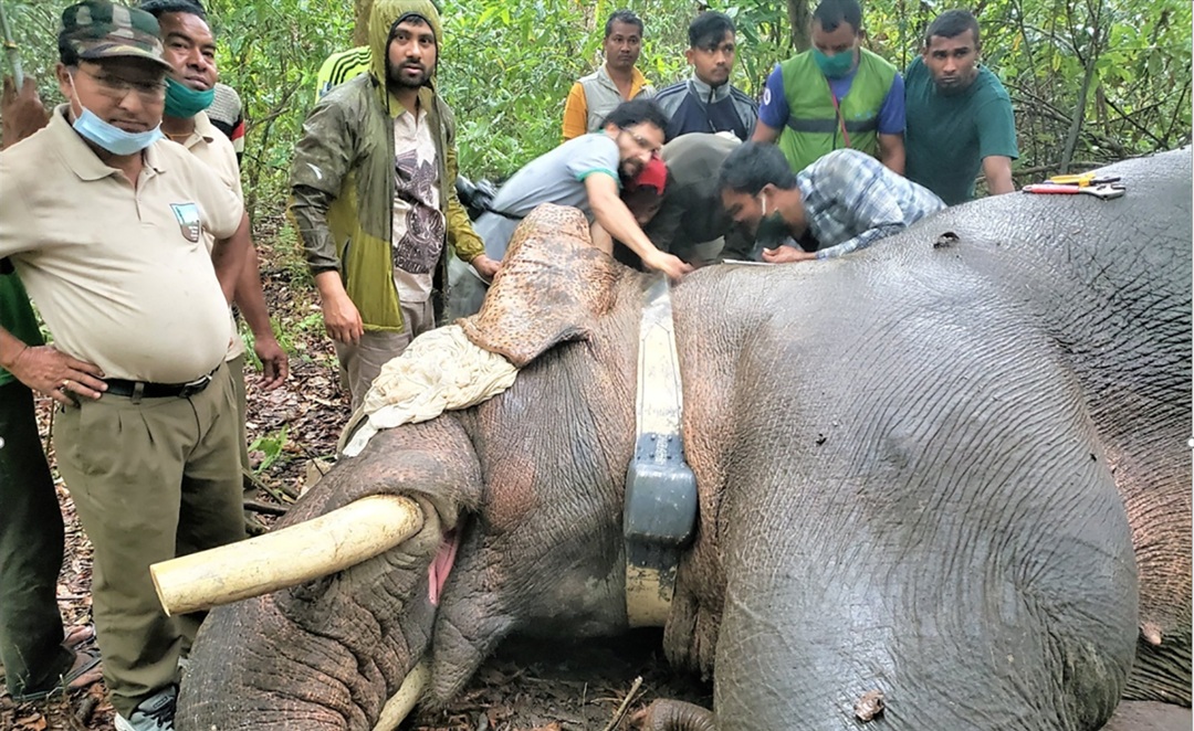 २५ जनाको ज्यान लिने ‘ध्रुवे’ हात्तीको दाह्रा काटिँदै