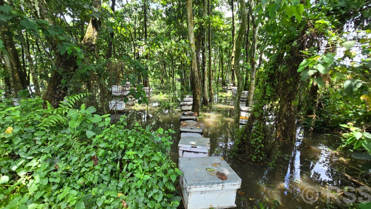 अविरल वर्षाको असर मौरीपालनमा : रत्ननगरमा चरन क्षेत्रका मौरीघार बगायो