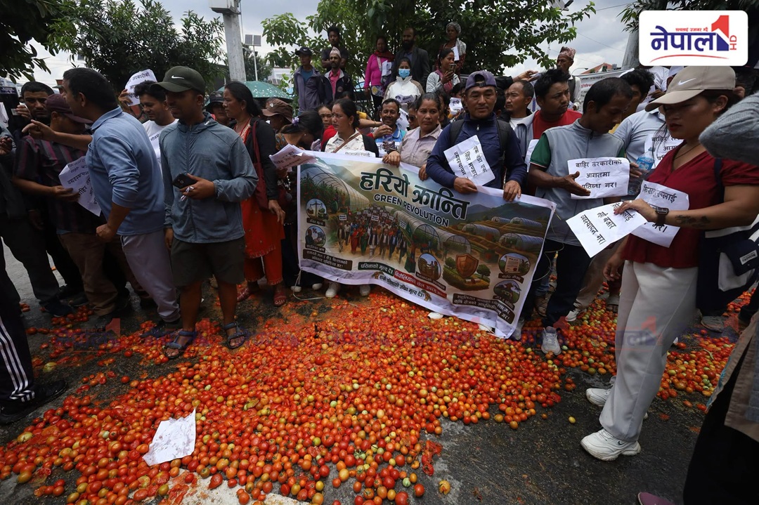 टमाटर फालेर माइतीघरमा किसानको विरोध, अनुदान र बजार व्यवस्थापनको माग