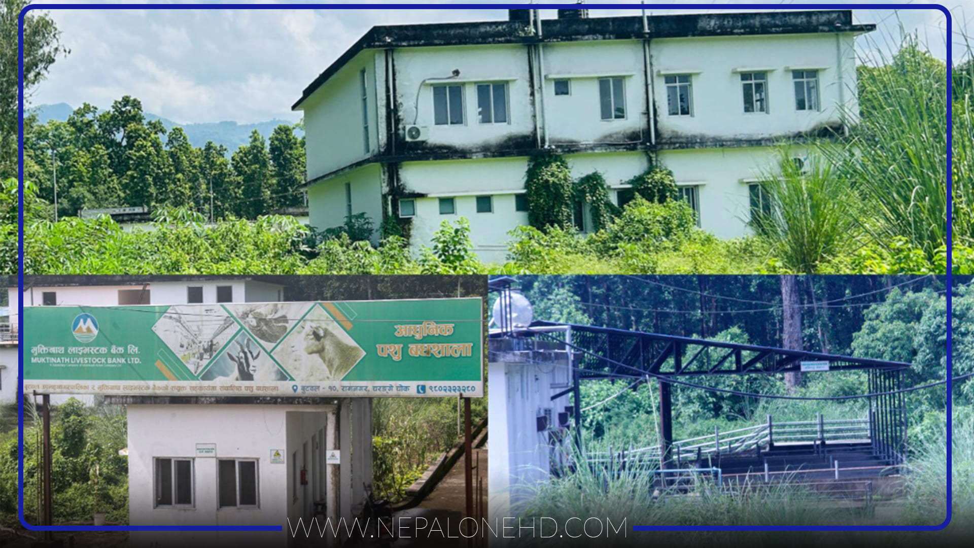 बध नहुने बुटवलको बधशाला ! घाँसले ढाक्यो २२ करोडको संरचना (तस्वीरहरू)