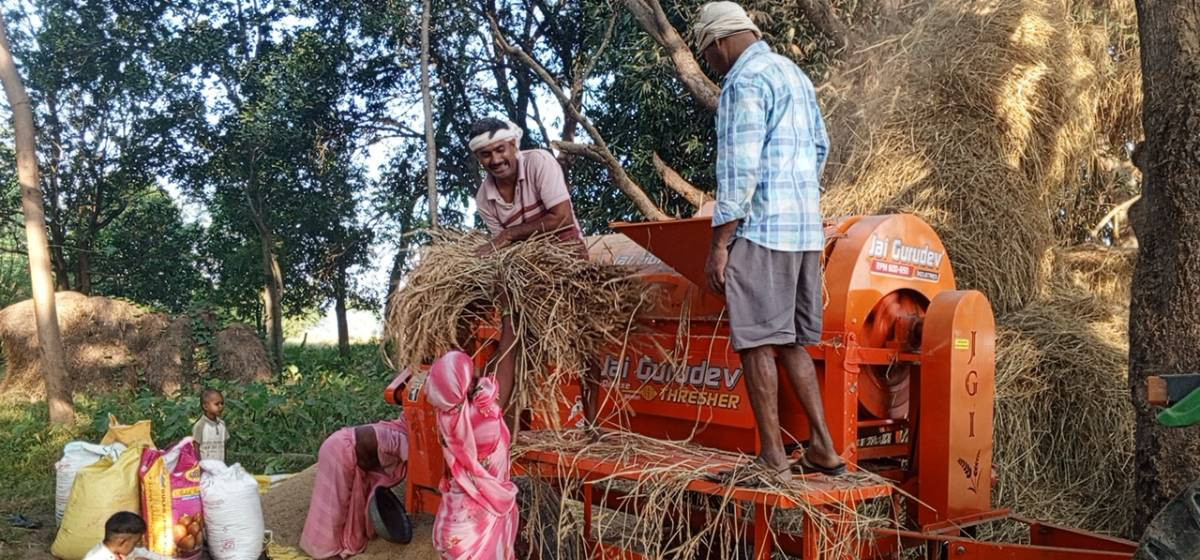 कामदारको अभाव र महँगो ज्यालाले कपिलवस्तुका किसान थ्रेसरतर्फ आकर्षित