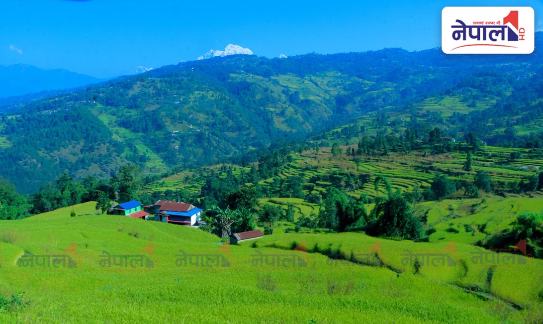 कोदो फुल्यो बारीमा, धानका बाला झुले खेतैमा (तस्वीरहरु)