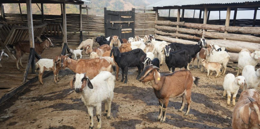 खसीबोका बिक्री गरेर दसैँ मनाउँदै फत्तेपुरका किसान महिला