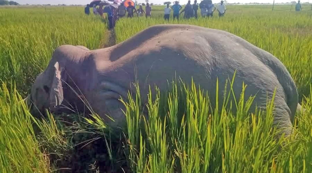 डेढ महिनामै चार भाले हात्तीको मृत्यु, प्रजनन संकटको जोखिम