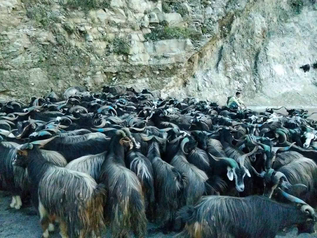 पोखरामा दसैँका लागि भेडाच्याङग्रा बिक्री गर्न हाटबजार सञ्चालन