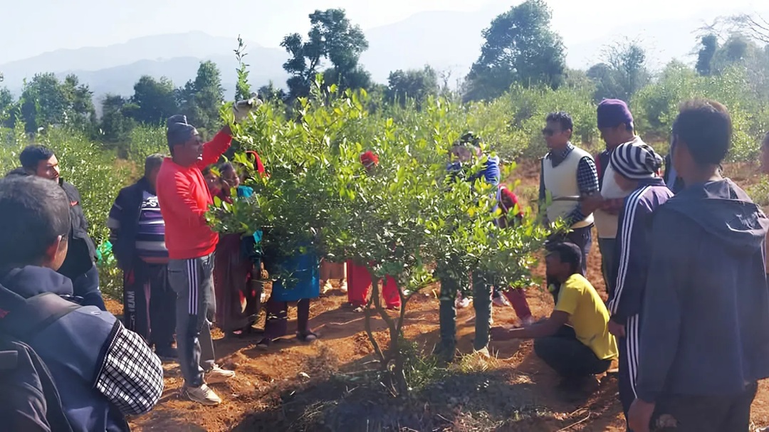 महोत्तरीमा फलफूलको क्षेत्रफल बढ्यो, उत्पादन भने घट्दो