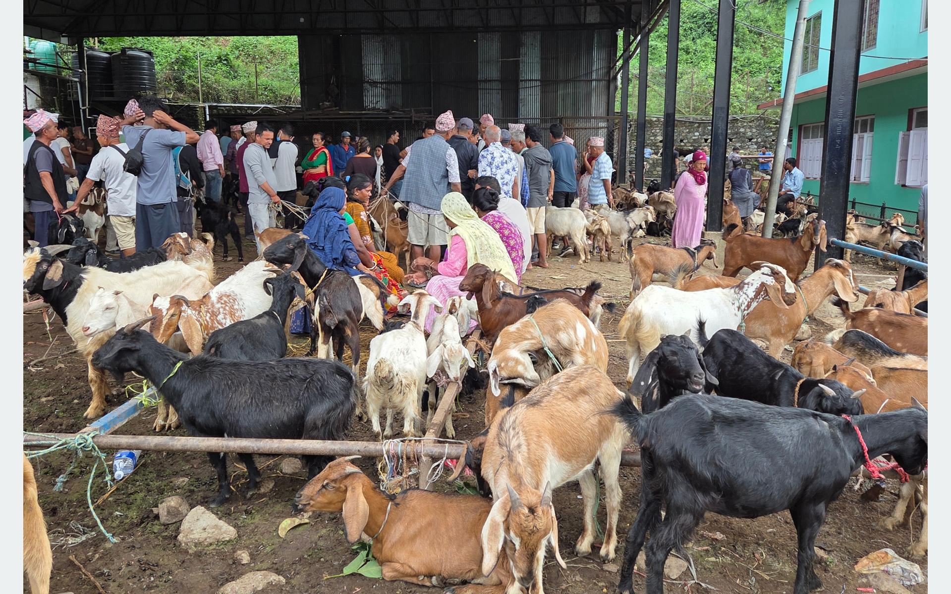 धरानमा दसैँमा २६ करोड बढीको खसी बोका कारोबार