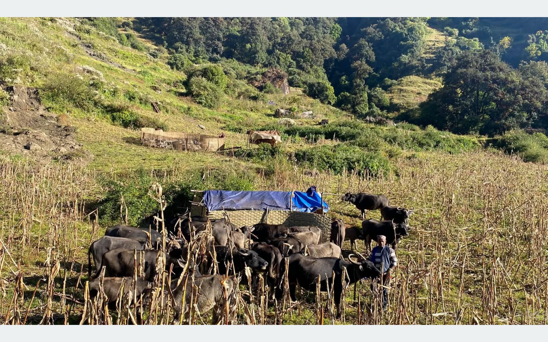 म्याग्दीमा लेकबाट बेँसी झर्न थाले घुम्ती गोठ, जोगिँदै छ पुर्ख्यौली पशुपालन