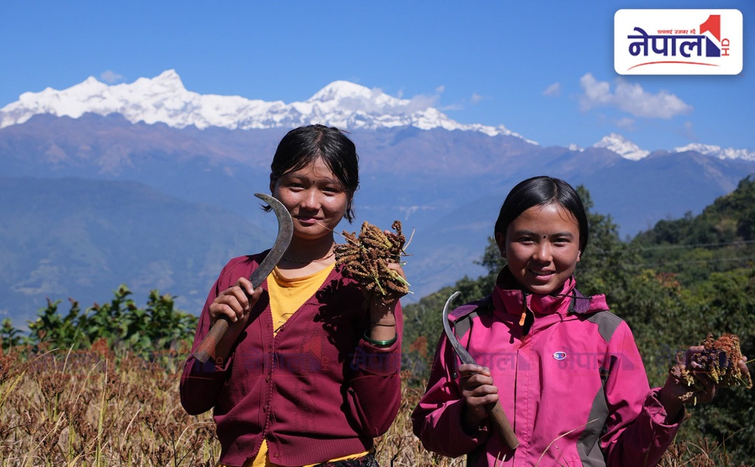 पारी हिमाल, वारी बारी : कोदो टिप्न व्यस्त किसान