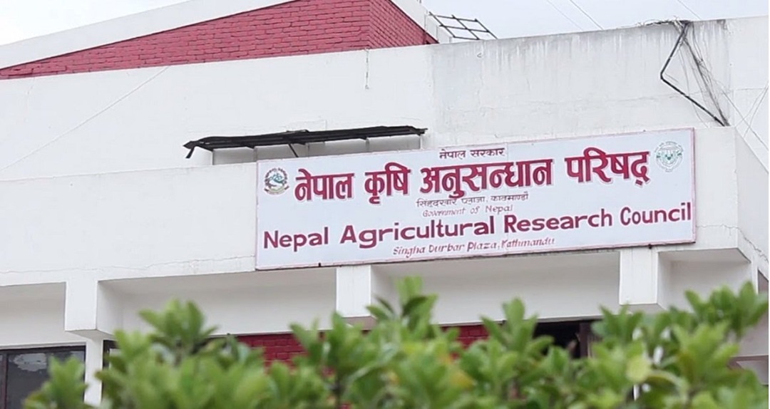 नेपालमै विकसित जिङ्क गहुँ-१ अब व्यावसायिक उत्पादनमा