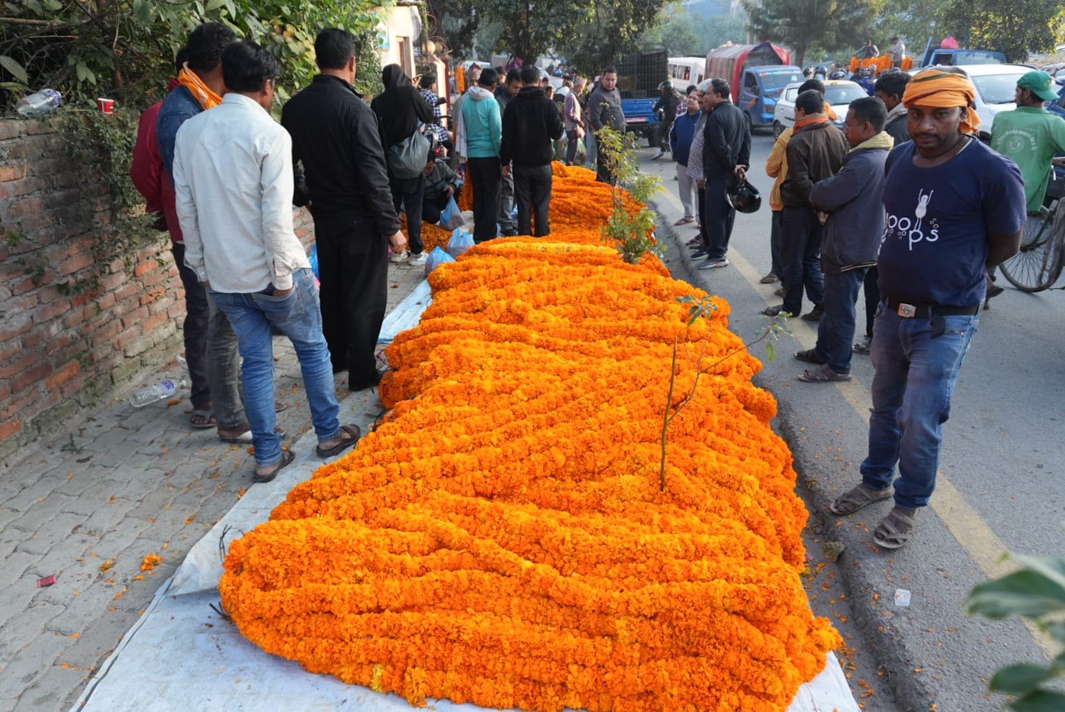 झापामा फूलको आयातलाई रोक लगाउन प्रशासनसँग माग