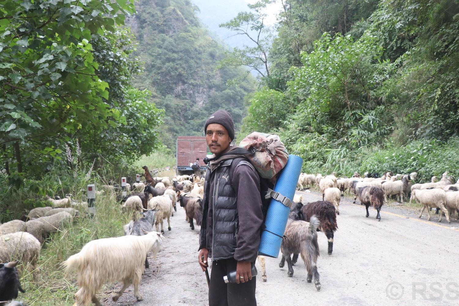 भेडाच्याङ्ग्रा बिक्री गर्न एक महिना बढी पैदल यात्रा, किसानलाई बजारकै चिन्ता